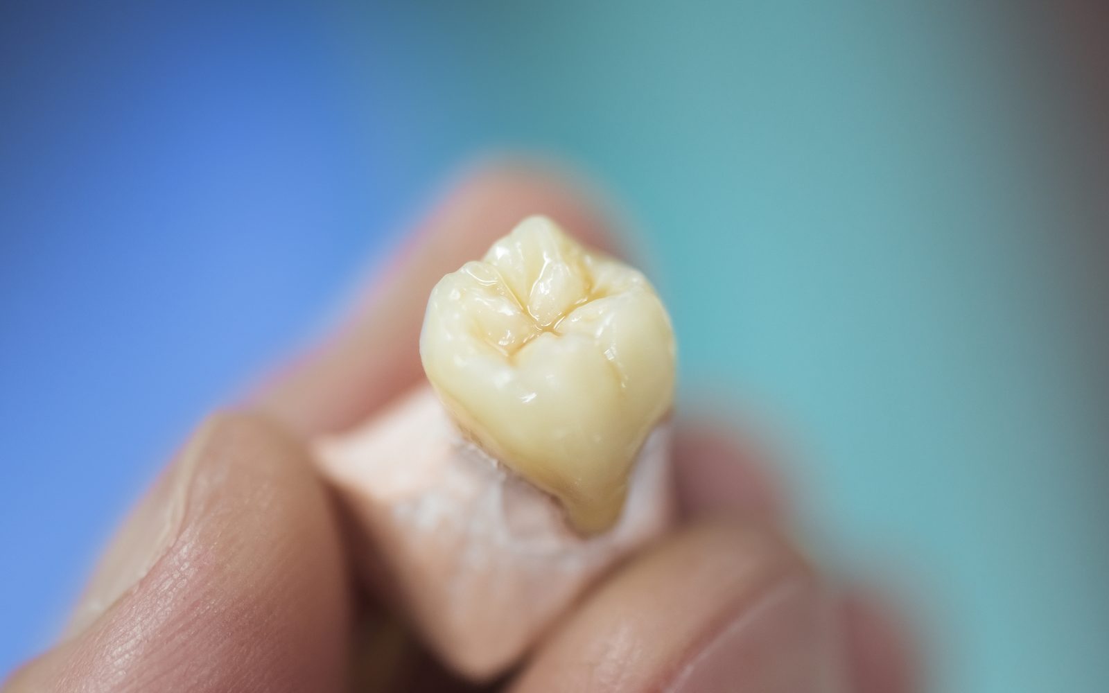 Close-up of a natural-looking porcelain dental crown held between gloved fingertips
